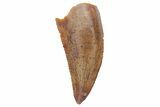 Serrated, Raptor Tooth - Real Dinosaur Tooth #219600-1